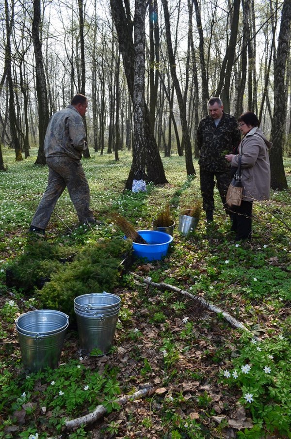 Як на Волині садять ліс. ФОТО
